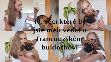 Proč Francouzský buldoček štěká?