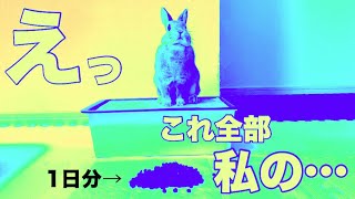 意外と知らない？うさぎが1日にするウ○チの量数えてみました！ #731