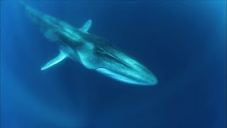 Pelagos le Sanctuaire des Baleines de Méditerranée