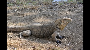 A DAY IN GUANTANAMO BAY