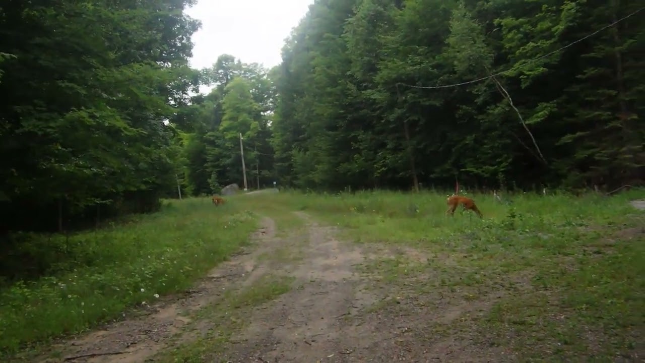 GLEBE PARK WHITE TAILED DEER