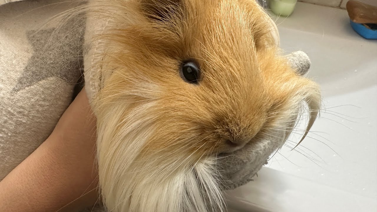 Nice video. We wash the butt of the guinea pig. - YouTube