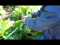 2010年１２月８白菜縛り踊る