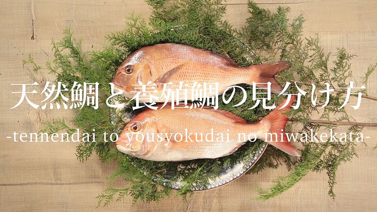 チャリコとは 小さな真鯛の呼び名の意味や定義 どれぐらいのサイズかをご紹介 暮らし の