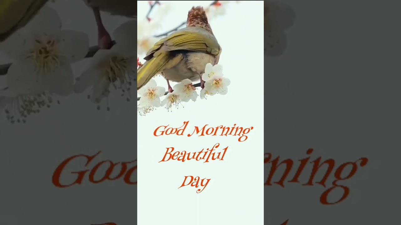 good morning gif animation