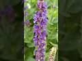 Beautiful Salvia || #flowers #gardening #nature #beautifulnaturalflowers #shortvideo #relax #plants