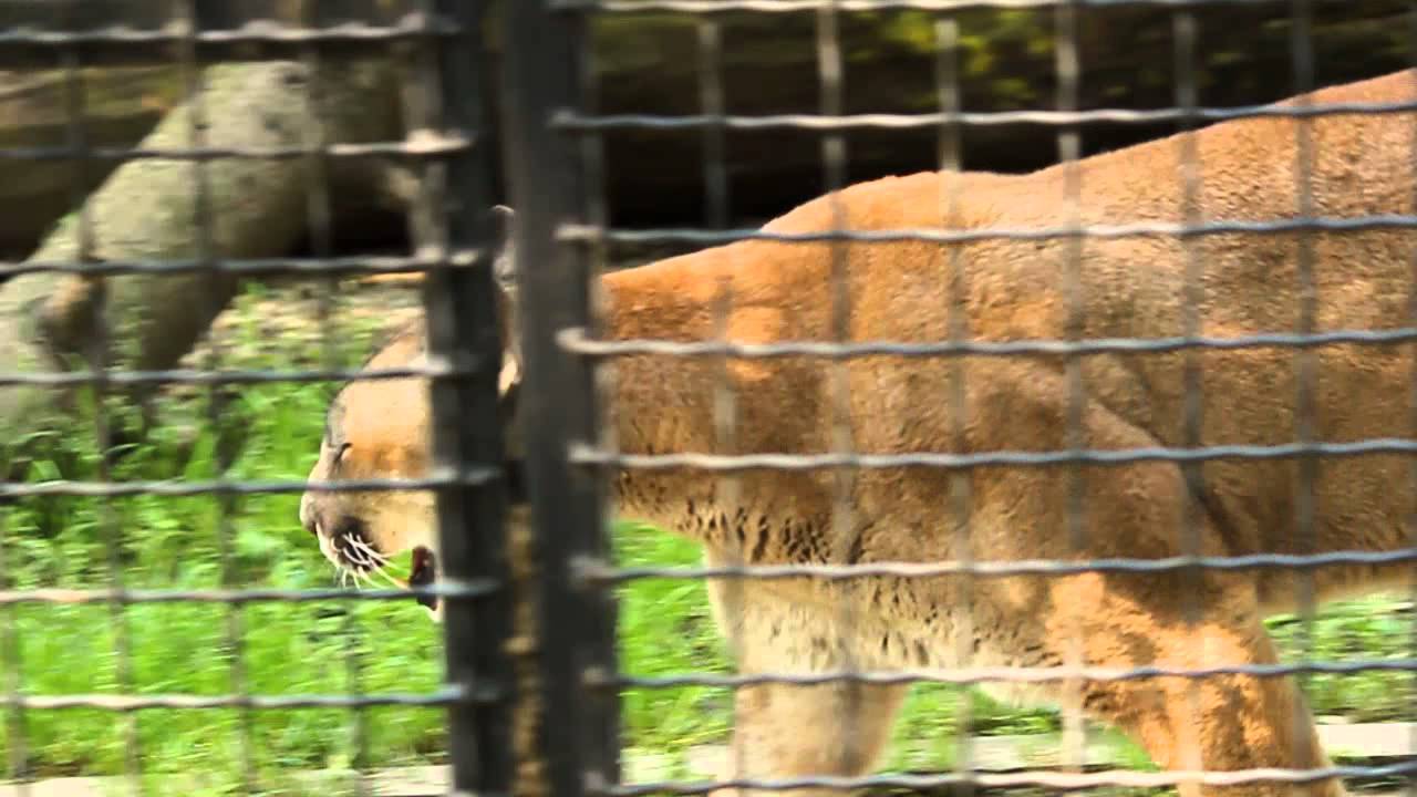 aquarium plants Puma in Zoo Baneasa Romania
