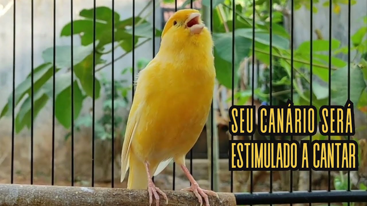 Canção de Canário Belga para Treinar Canários Jovens e Silenciosos a ...
