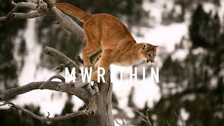 MW915 | Mr.Within - The Multidimensional Urge (Lecture on Entropy of The Subjective Evolution.)