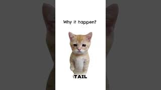 Famous Morning Wood explained by cats #kittyexplains Net Worth