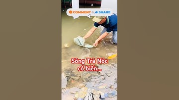 @cadacsan 😱 Sông Trà Nóc có biến nghi thuốc Cá Chép Cá Ngát Cá Rô Trê cặp bờ quá trời! #fishing