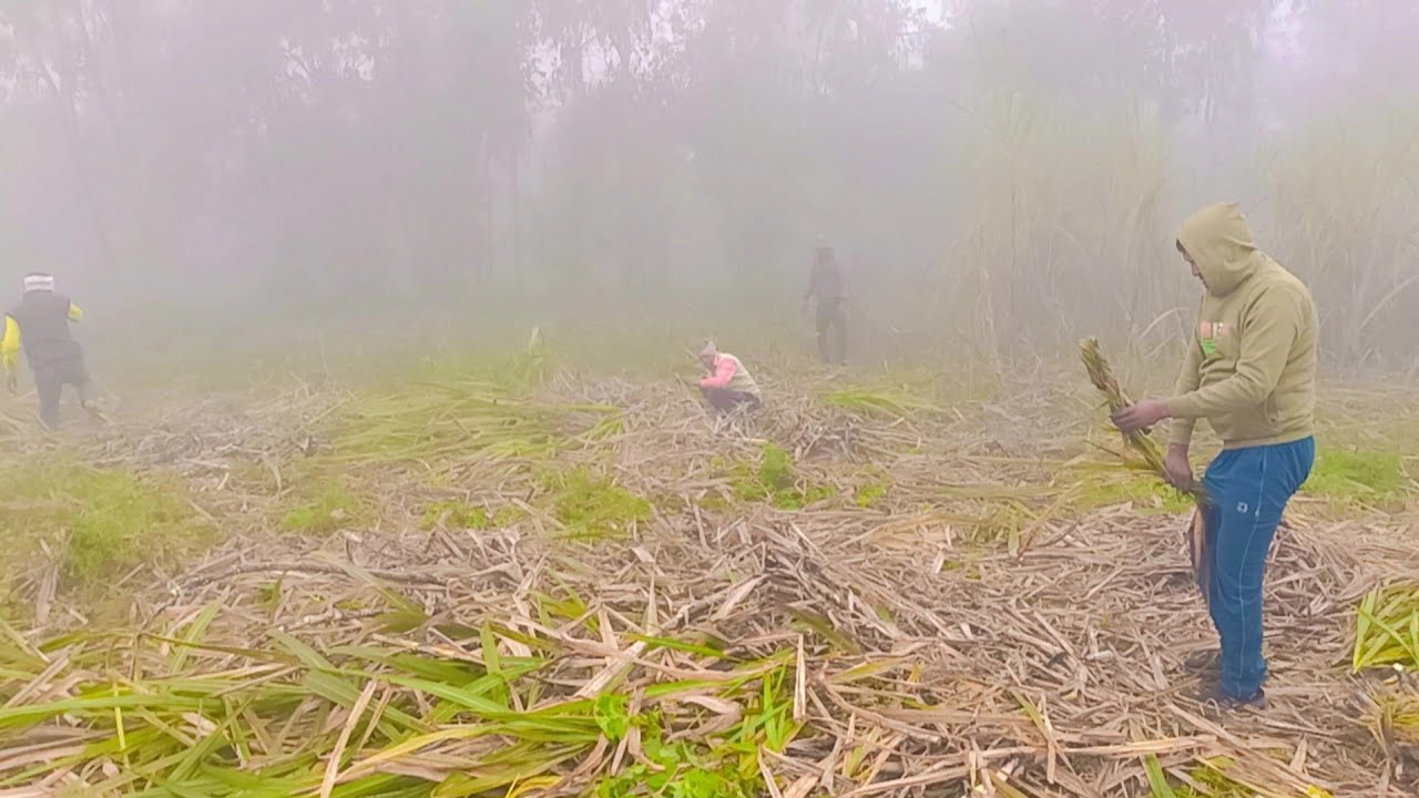 आ जाओ दोस्तो गन्ना खाने 🤗
