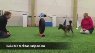 Hikka 5 Kk Aksaa