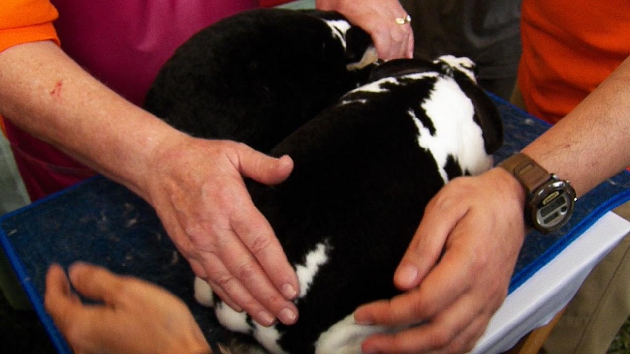 Rex Rabbit Arba Quality of Standard Rex Rabbit Part 1, IBG 2015 ARBA SHOW - YouTube