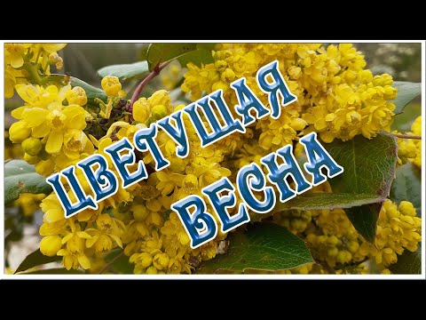 Цветущая весна и красивый блюз Восхитительные цветущие деревья Натуральные весенние футажи видеофоны