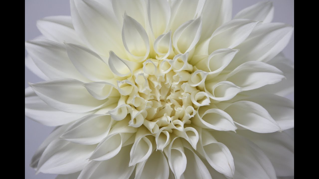 Sarah McLean guides a mantra meditation and a peace visualization to help you find peace, right now.