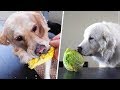DOGS TRY VEGETABLES FOR THE FIRST TIME - SCS #194