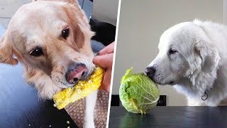 DOGS TRY VEGETABLES FOR THE FIRST TIME  SCS #194