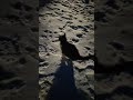 Catopedia Episode 1 #cats #cat #snow #fun #outside #outdoors