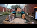 Noisy squirrel feeder lids