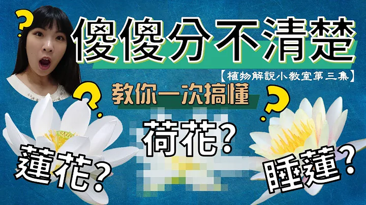 【植科大大】植物解说小教室第三集：一次让你搞懂莲花、荷花与睡莲 [20190909] - 天天要闻