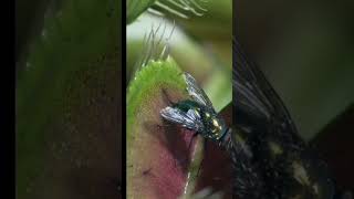 venus flaytrap #venusflytrape #animals #nature #shorts