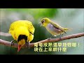 蝸牛與黃鸝鳥 銀霞 Snail and the Oriole Bird