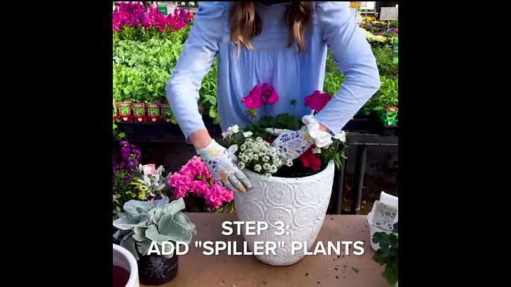 Gardening for Beginners: Easy Container Garden Recipe for Sun - DayDayNews