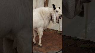 mini deonar bakra mandi 2026 #deonarbakramandi #viralvideo #minivlog #shorts #trending