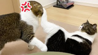 🐈顔面に蹴りを食らった猫…