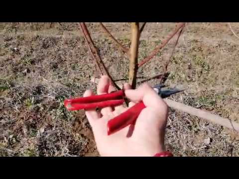 Видео: Пролетно подрязване на дървета за начинаещи в снимки