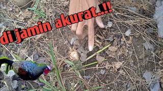 Membuat Jeratjebakan Ayam Hutan. Simple Dan Akurat.. Ndeso