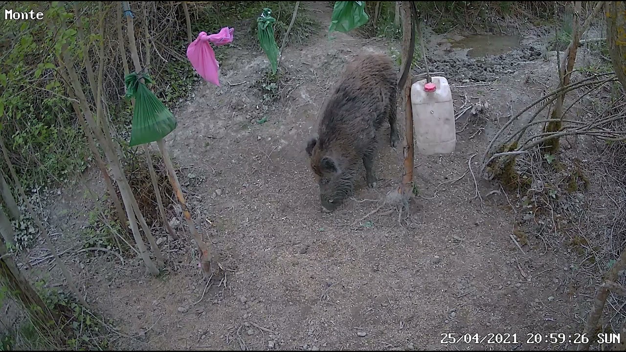 Jabali. Comedero. Cebadero. Bidon. De dia. 5