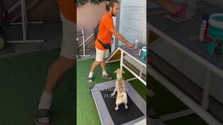 How to introduce the PLACE command to ANY Dog!