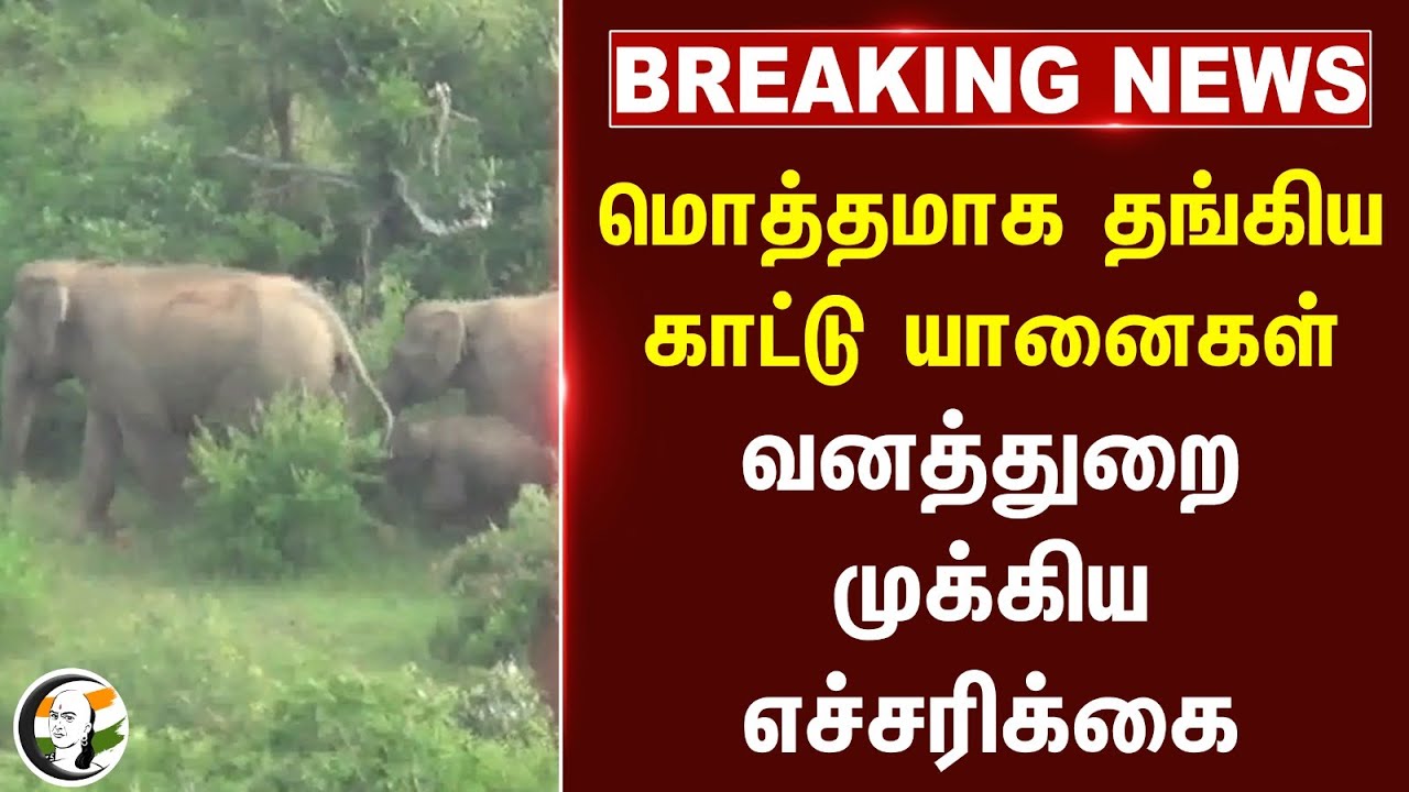 #breakingnews : மொத்தமாக தங்கிய காட்டு யானைகள்.. Forest Department முக்கிய எச்சரிக்கை | Krishnagiri