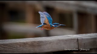 Fotografije Ptica U Prirodi Bird Photography Sony A7 Iv & Sony 200-600Mm