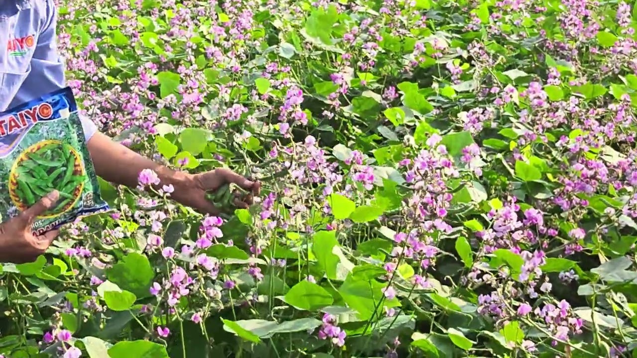 Taiyo seeds dolichos 9110737368