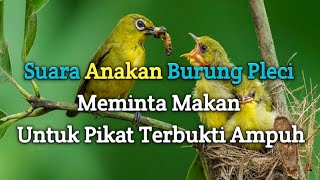 Suara pikat burung pleci || Suara Anakan Burung Pleci Di loloh indukan pleci