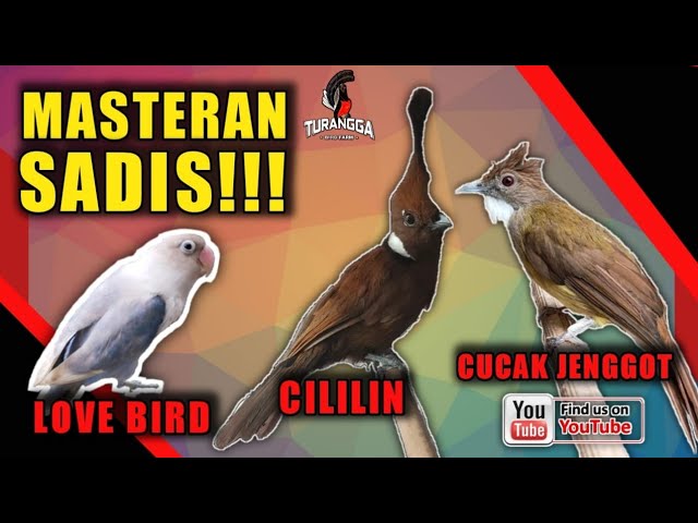 MASTERAN KOMBINASI CILILIN CUCAK JENGGOT LOVE BIRD class=