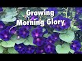 How to Plant Morning Glory Seeds