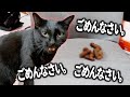 主の座椅子にう○ちをしてしまい、めっちゃ謝る猫がかわいすぎたｗｗ