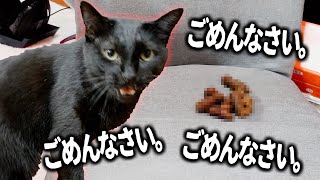 主の座椅子にう○ちをしてしまい、めっちゃ謝る猫がかわいすぎた