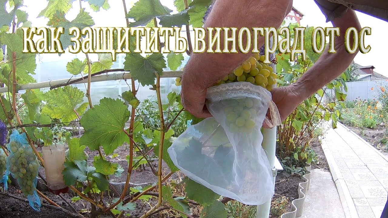 Средства борьбы с осами на винограднике. Как защитить виноград от ос.Защита винограда от ос - YouTube