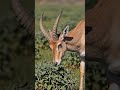 ek esa janwar jiske bare me aaj tak kisi ko nhi pata #saiga #Antelope #Animal #short #video