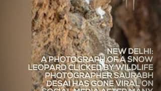Camouflaged Snow Leopard Image In Himachal Pradesh Goes Viral
