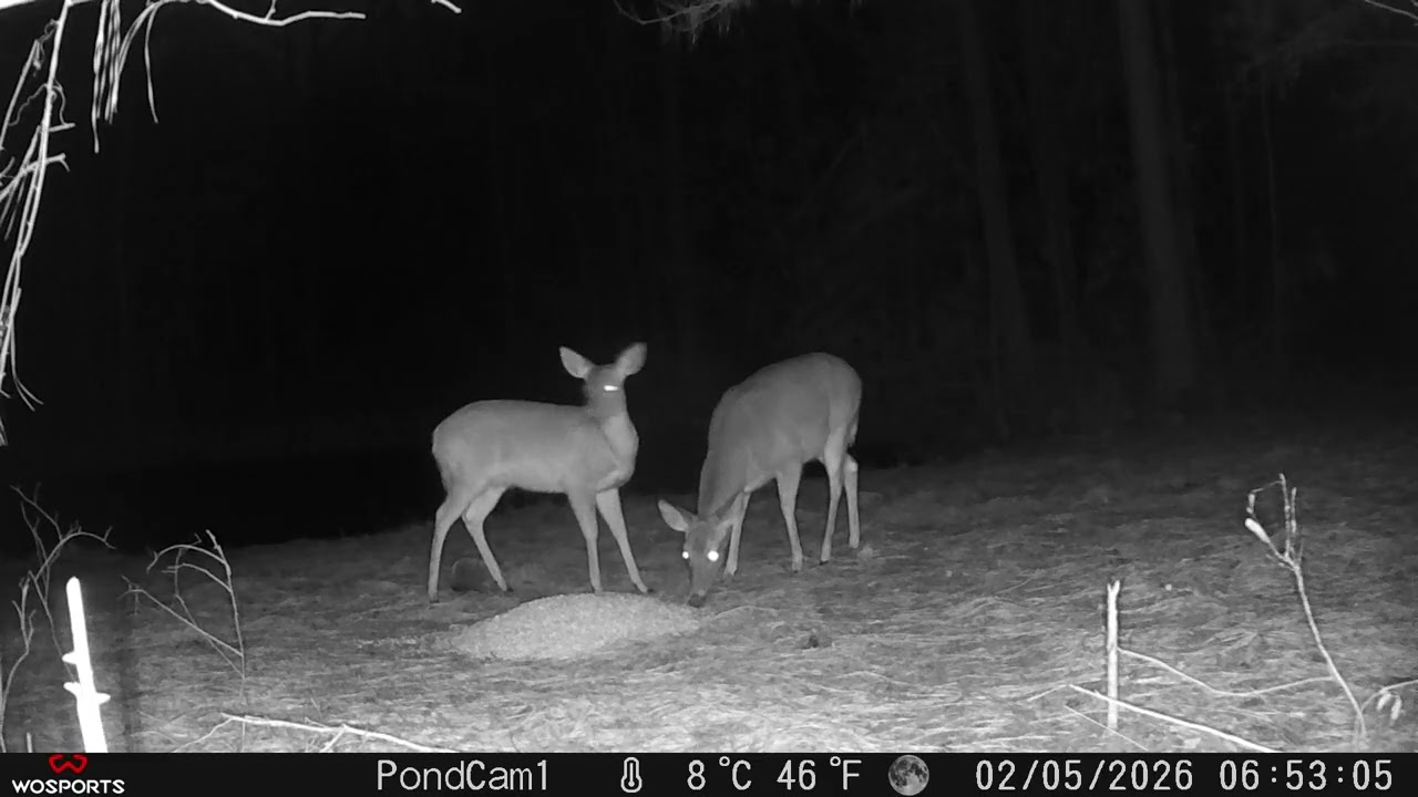 cold day by the pond