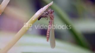 LARGE RED DAMSELFLY NEWLY EMERGED BCKQTFAGE
