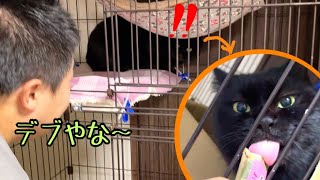 保護黒猫を飼うのに反対の弟が猫と初対面！