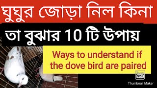 ঘুঘু জোড়া নিল কিনা বোঝার উপায়/Ways to understand if the dove bird are paired
