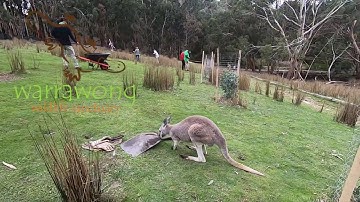 Installing Mallee Mesh at Warrawong Wildlife Sanctuary